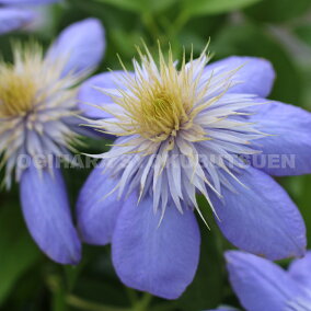 楽天市場 花の苗物 種類 植物 クレマチス 人気ランキング1位 売れ筋商品 楽天市場 花の苗物 種類 植物 クレマチス 人気ランキング1位 売れ筋商品